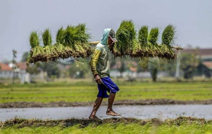 Dalam perkembangan Indonesia saat ini, makna Hari Tani Nasional semakin luas. Petani tidak hanya berkaitan dengan produksi pangan, tetapi juga dengan keberlanjutan lingkungan, pengelolaan sumber daya alam, perekonomian masyarakat, dan ketahanan pangan nasional. Karena itu, perhatian terhadap petani tidak cukup diwujudkan melalui penghargaan simbolis, tetapi perlu diterjemahkan dalam upaya memperkuat akses terhadap sumber daya, pengetahuan, teknologi, pasar, serta kepastian dan perlindungan hukum.