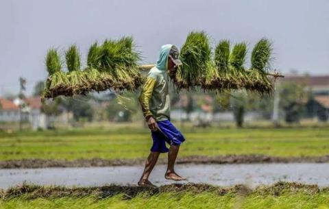 Dalam perkembangan Indonesia saat ini, makna Hari Tani Nasional semakin luas. Petani tidak hanya berkaitan dengan produksi pangan, tetapi juga dengan keberlanjutan lingkungan, pengelolaan sumber daya alam, perekonomian masyarakat, dan ketahanan pangan nasional. Karena itu, perhatian terhadap petani tidak cukup diwujudkan melalui penghargaan simbolis, tetapi perlu diterjemahkan dalam upaya memperkuat akses terhadap sumber daya, pengetahuan, teknologi, pasar, serta kepastian dan perlindungan hukum.