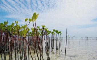 Bagi Indonesia yang memiliki kekayaan mangrove terbesar di dunia, menjaga hutan mangrove berarti menjaga salah satu aset ekologis paling berharga yang dimiliki bangsa. Upaya tersebut membutuhkan dukungan semua pihak, mulai dari pemerintah, dunia usaha, akademisi, komunitas, hingga masyarakat luas.  Momentum Hari Mangrove Sedunia 2026 menjadi pengingat bahwa pembangunan tidak hanya diukur dari pertumbuhan ekonomi, tetapi juga dari kemampuan menjaga alam sebagai penyangga kehidupan. Sebab, masa depan yang ber